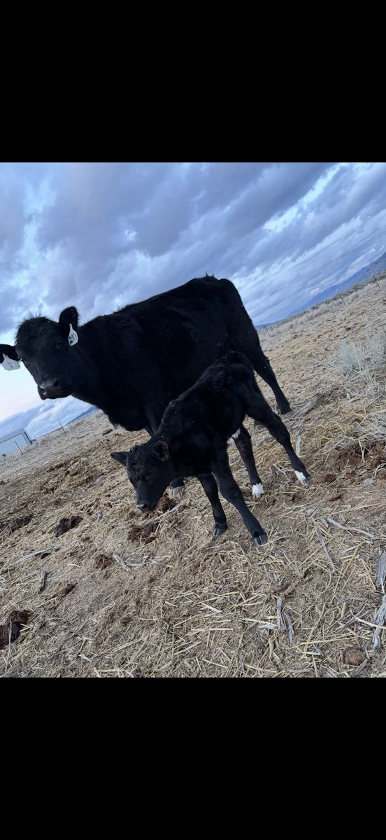 Angus/charolais Cow Calf Pair