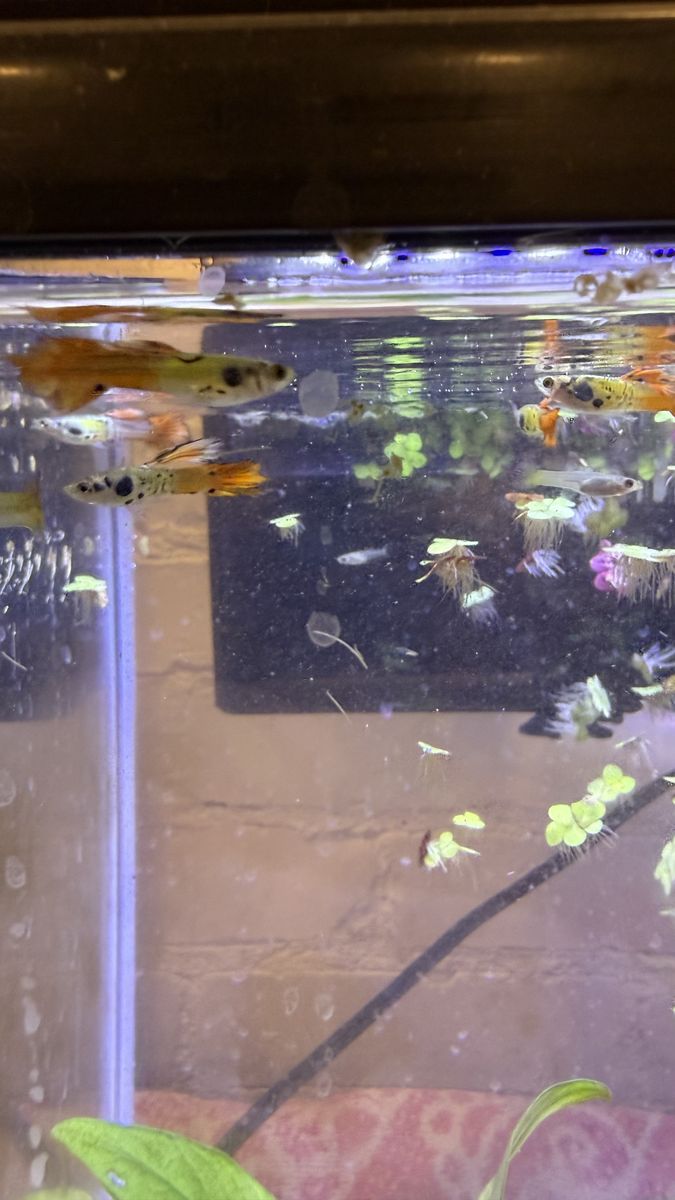 Cobra Sunrise Guppies