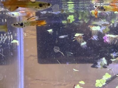 Cobra Sunrise Guppies