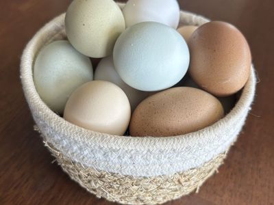 Beautful Farm Fresh Eggs