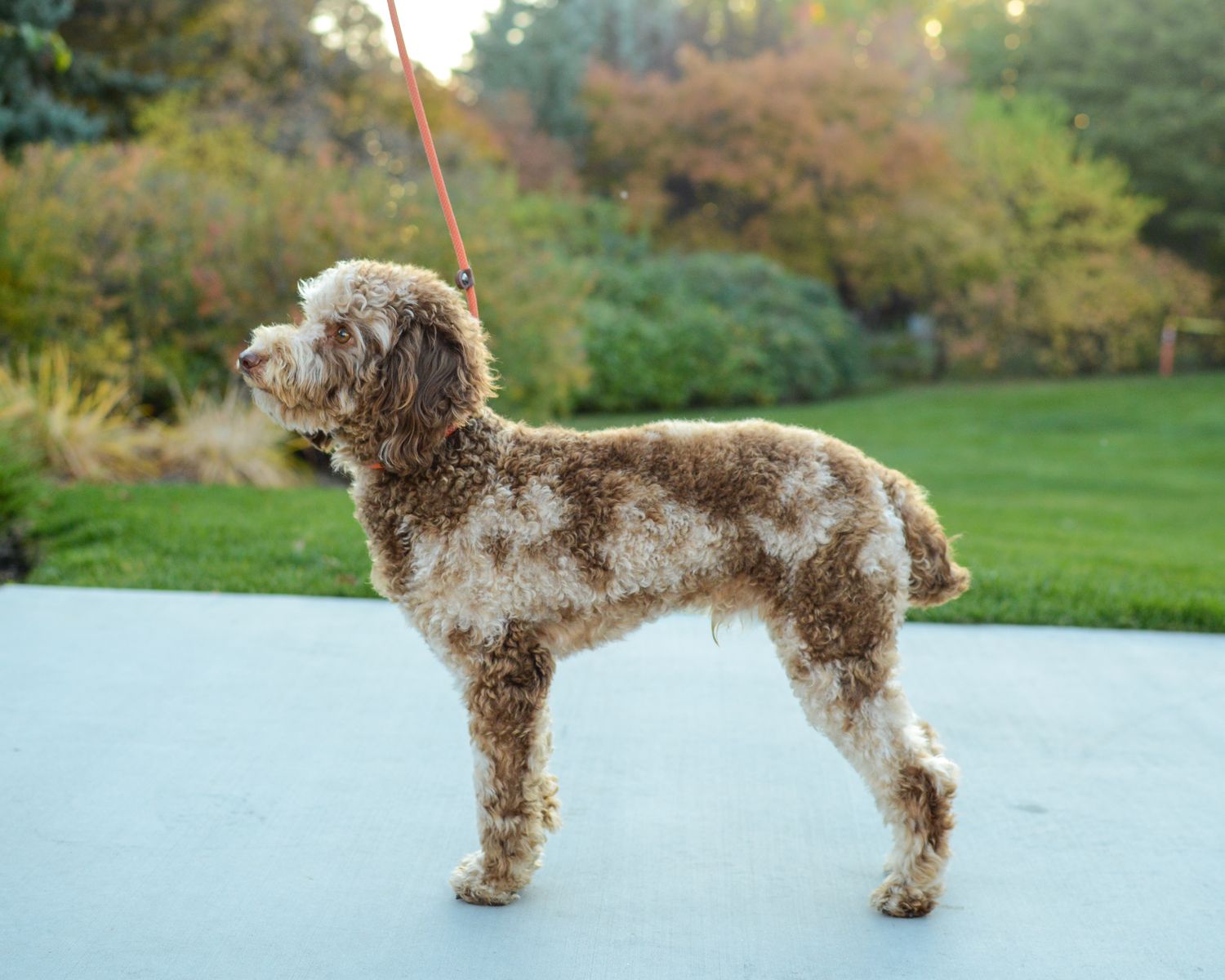 AKC Chocolate Merle Poodle 11.8lbs 13 inches Health Tested