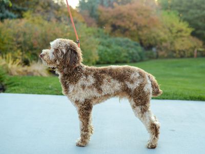 AKC Chocolate Merle Poodle 11.8lbs 13 inches Health Tested
