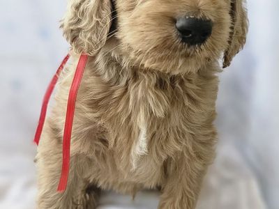 Golden Mountain Doodle Bernese Poodle Retriever Puppies