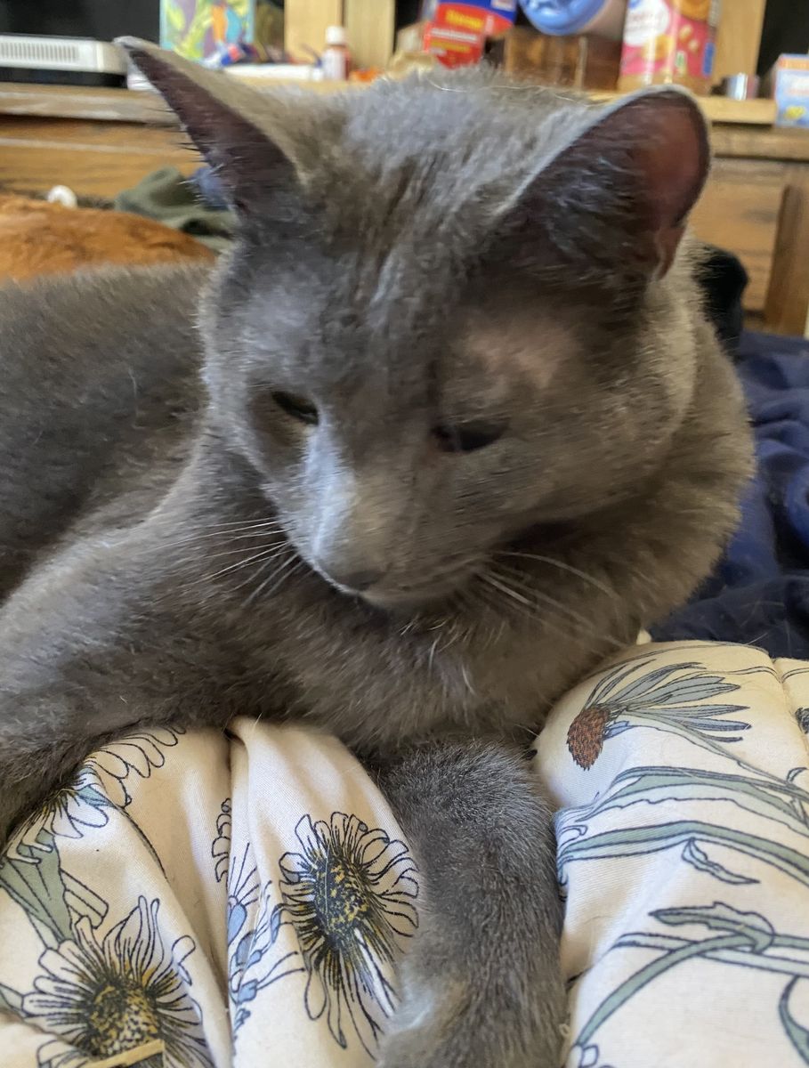 Grey Male Cat (Neutered)