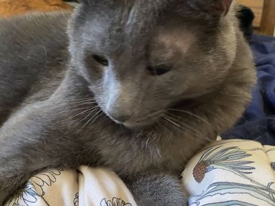 Grey Male Cat (Neutered)