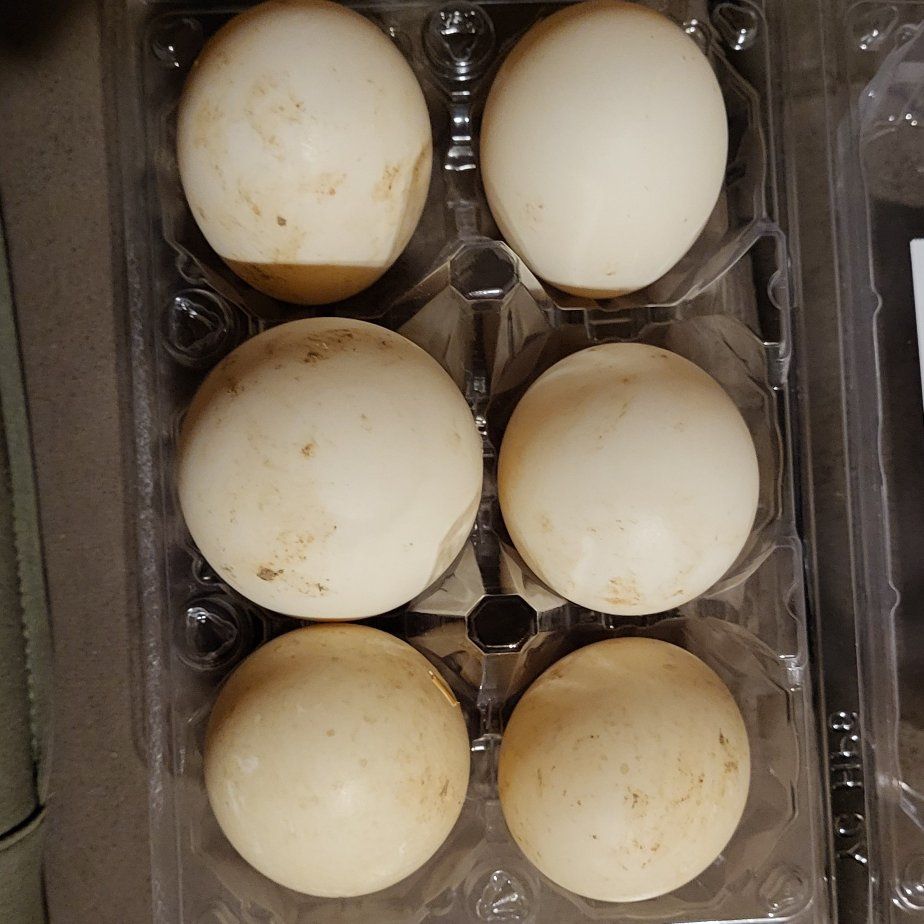 Duck Eggs