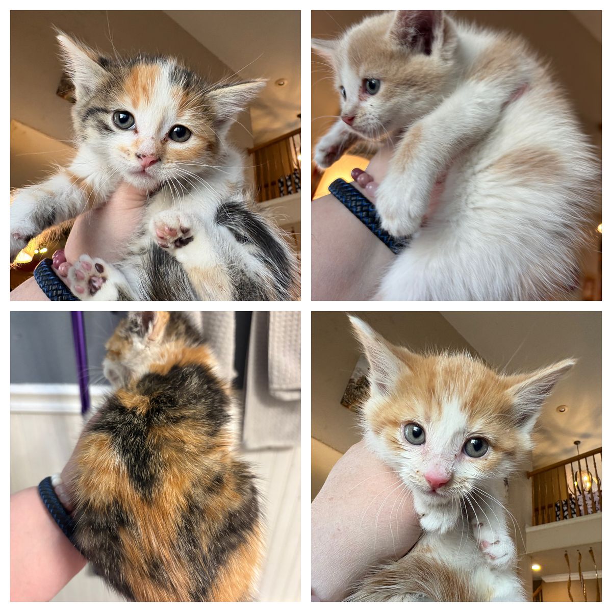 Playful Orange Kittens - Boys and Girls!