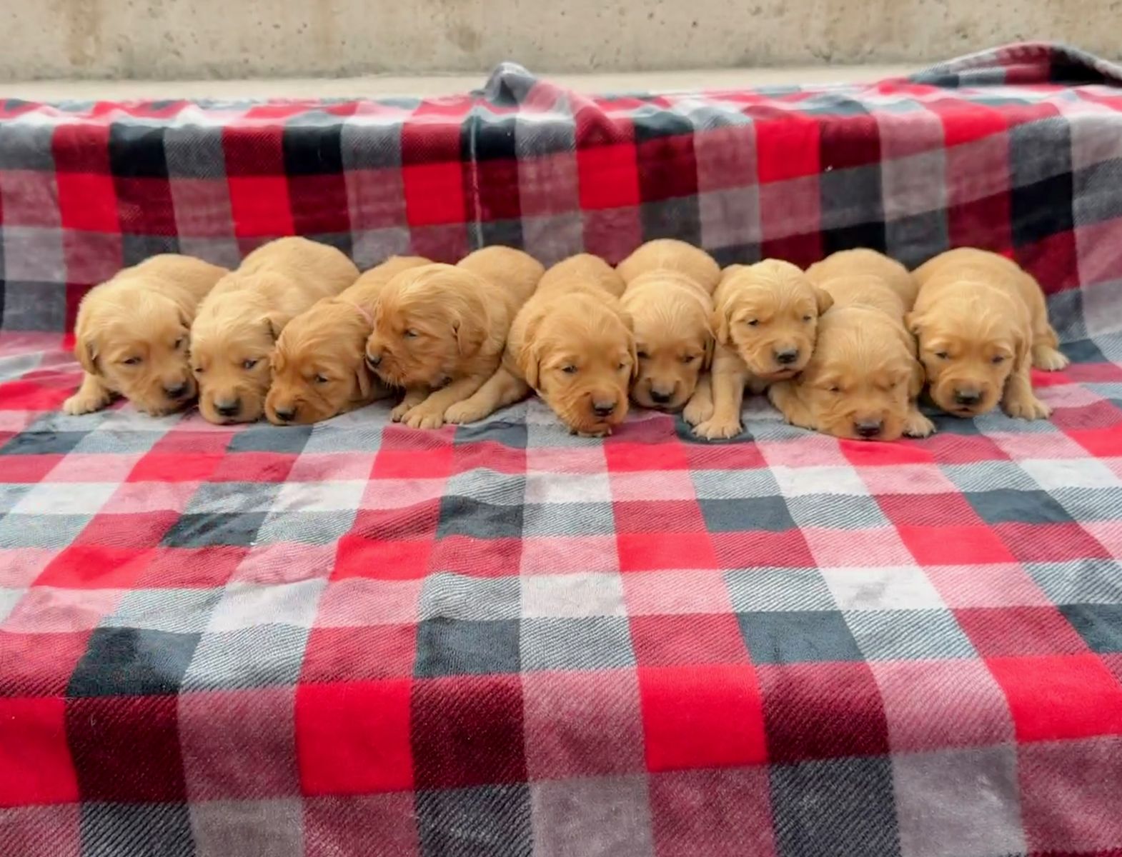 AKC Golden Retriever Puppies…Adventure Ready April 10