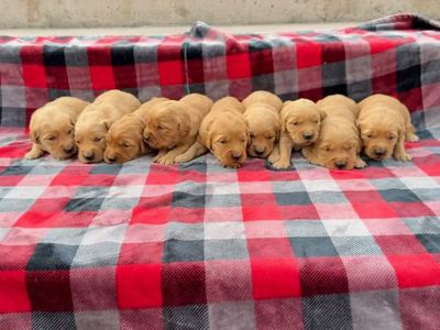 AKC Golden Retriever Puppies…Adventure Ready April 10