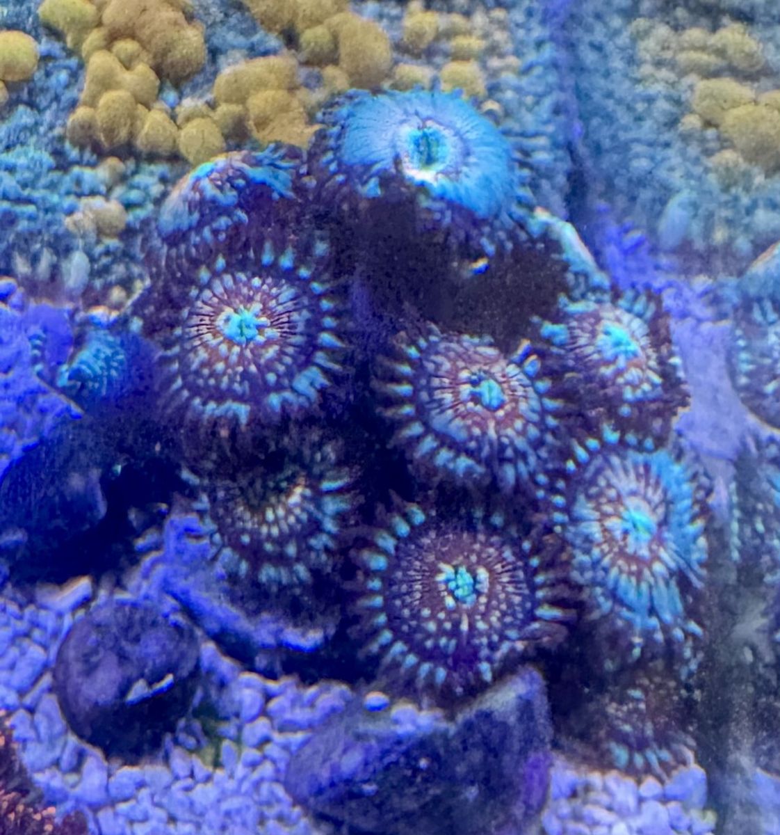 White zombie / Utter chaos ( coral frag )