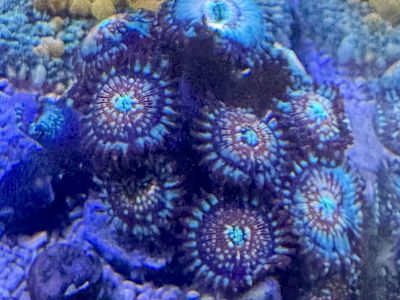 White zombie / Utter chaos ( coral frag )