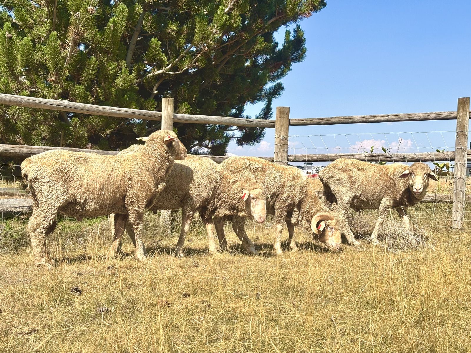 Merino X Rambouillet Yearling Rams