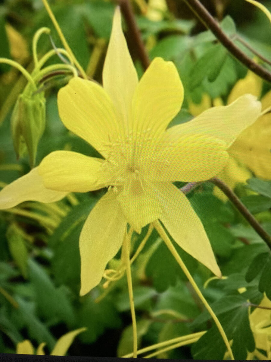 Yellow Columbine Seeds