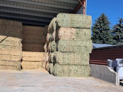 Premium Horse Hay Bales -Sainfoin Fresh, High-Quality NO BLOAT Feed for all Livestock