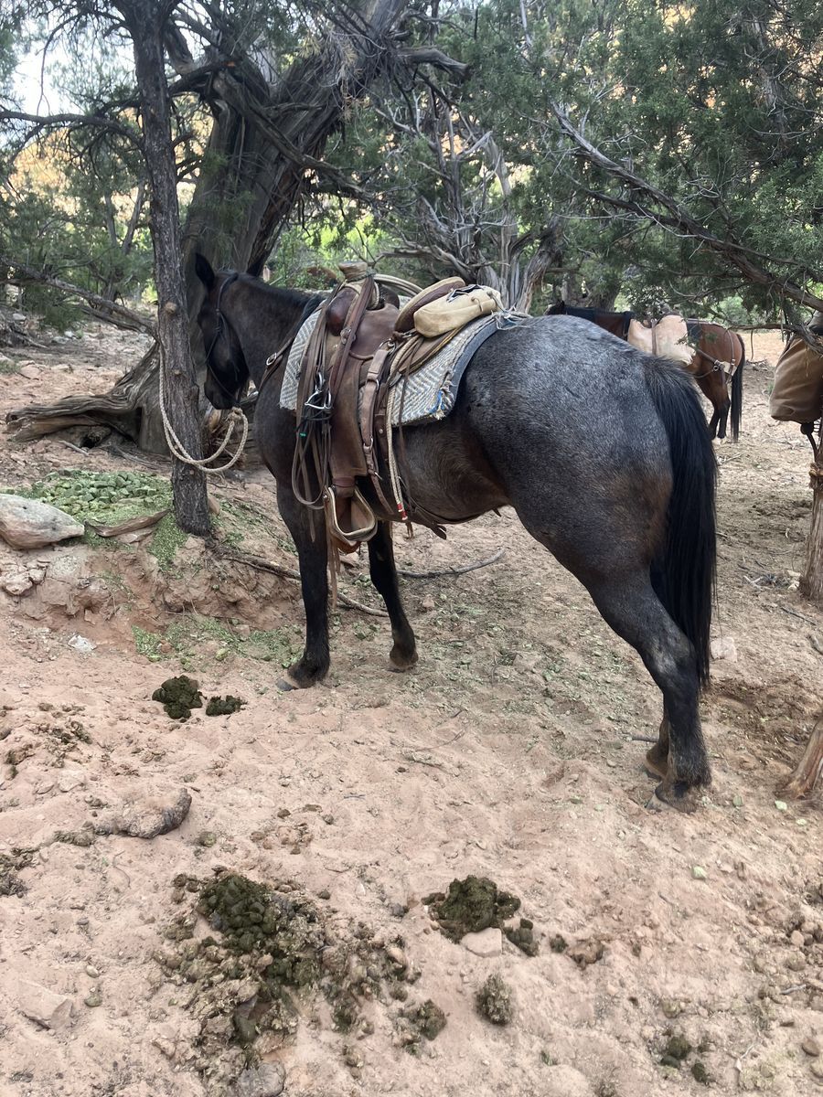 5 year old Blue roan mare
