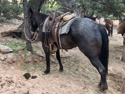5 year old Blue roan mare