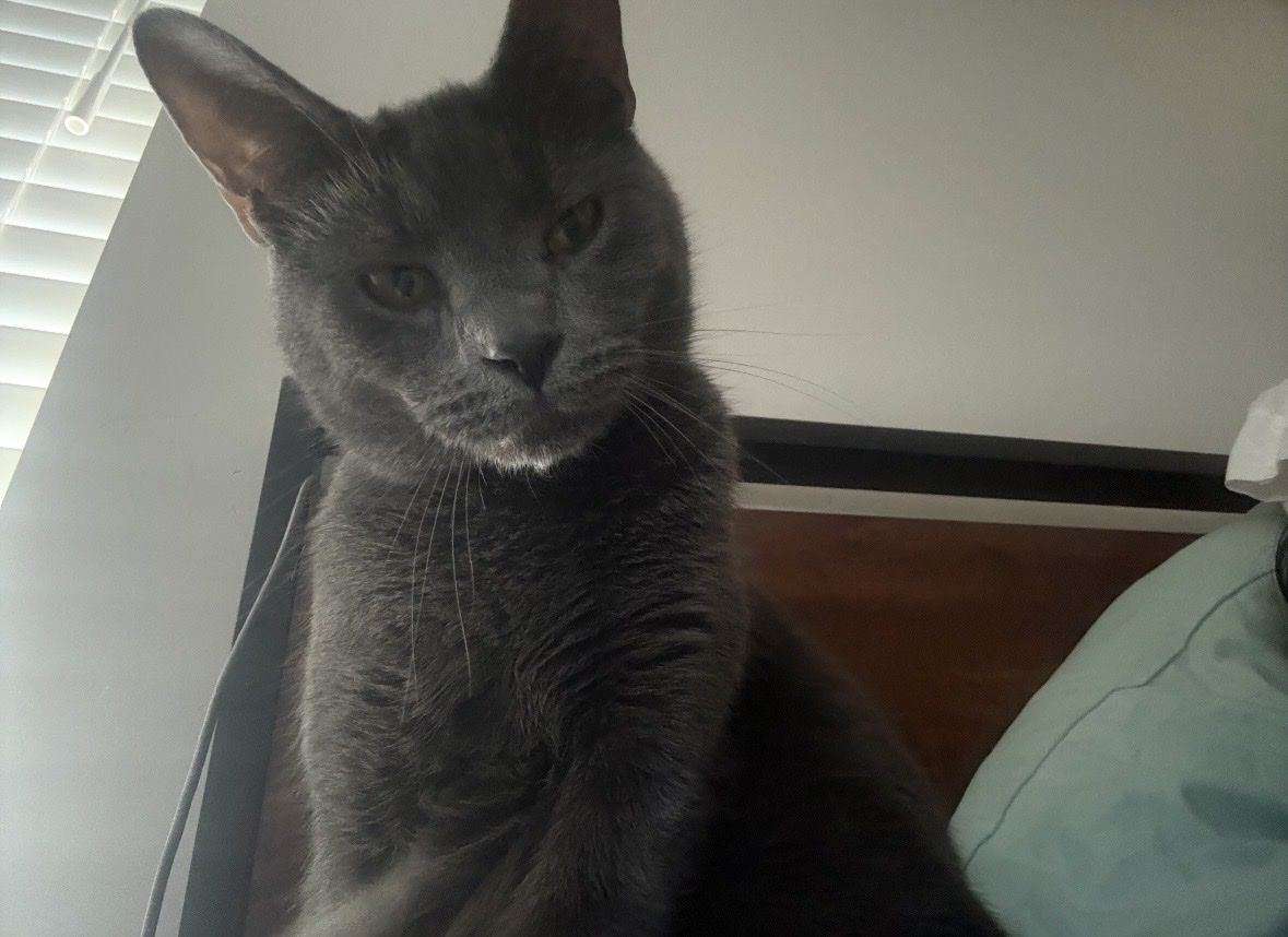 Free Paired male cats