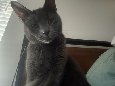 Free Paired male cats