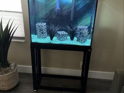 40 gallon aquarium, master