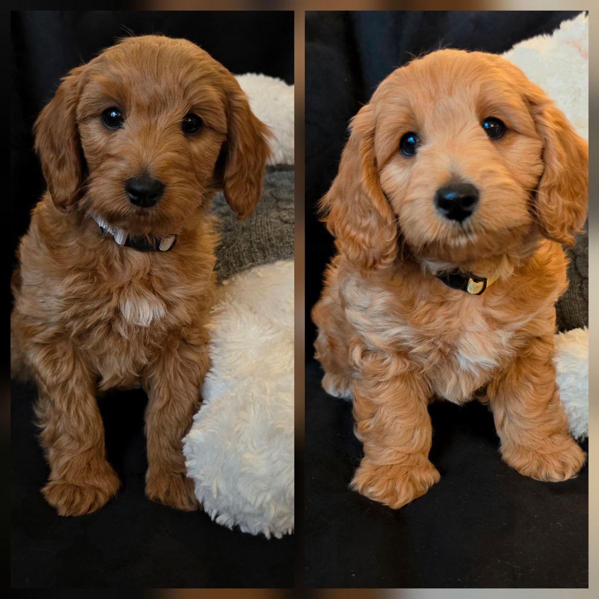 Micro-Mini F1bb Goldendoodle Puppies