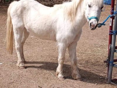 1 pony and 1 miniature horse