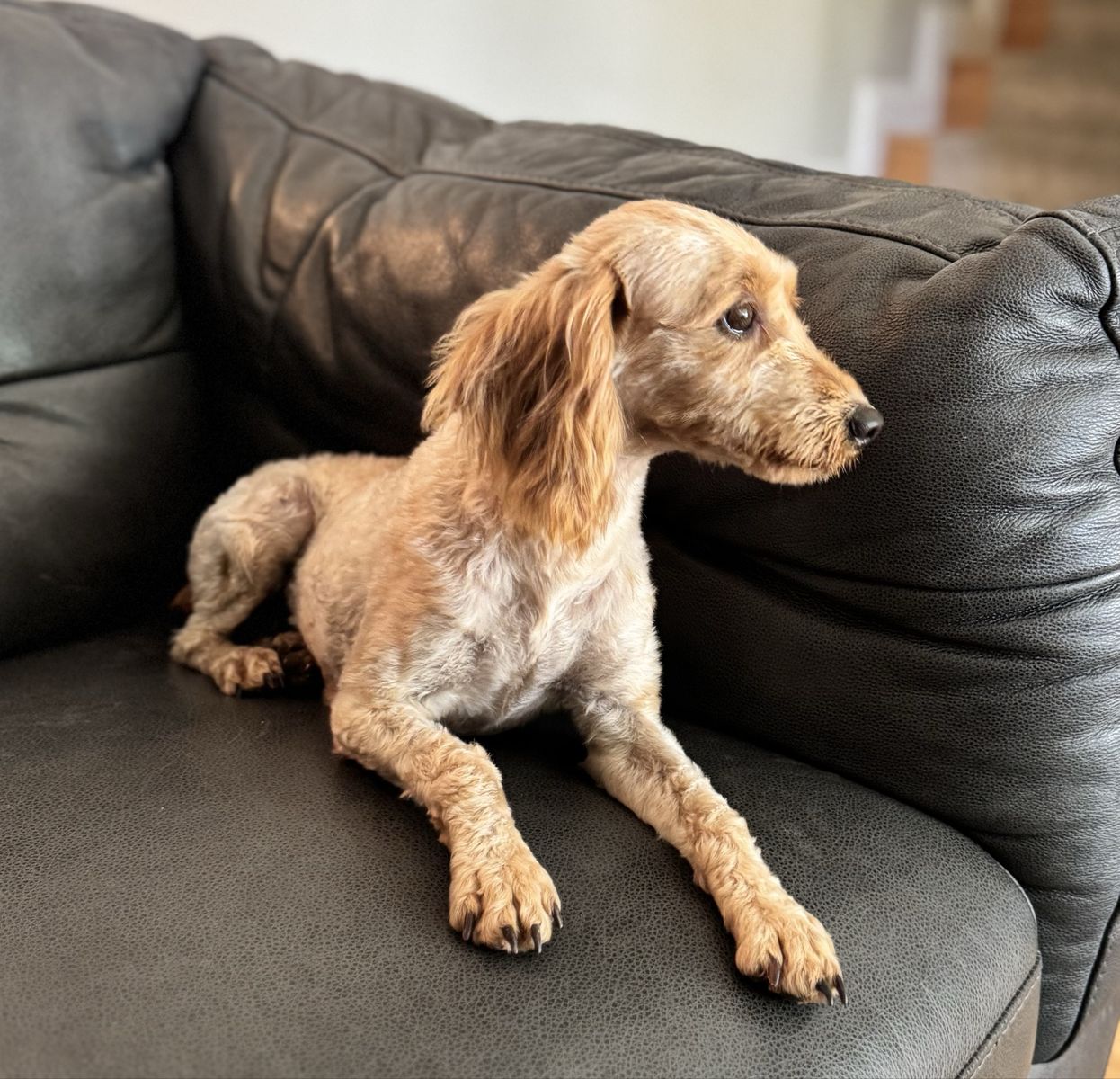 Female Miniature Golden Doodle