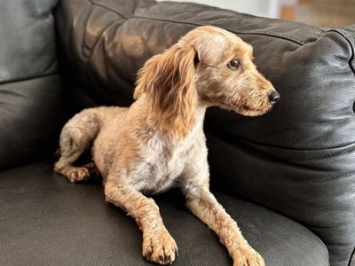 Female Miniature Golden Doodle