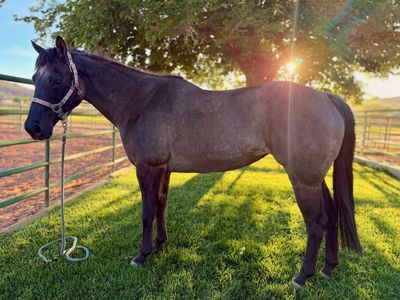 Gracie – 15H Grade Gruella QH Mare