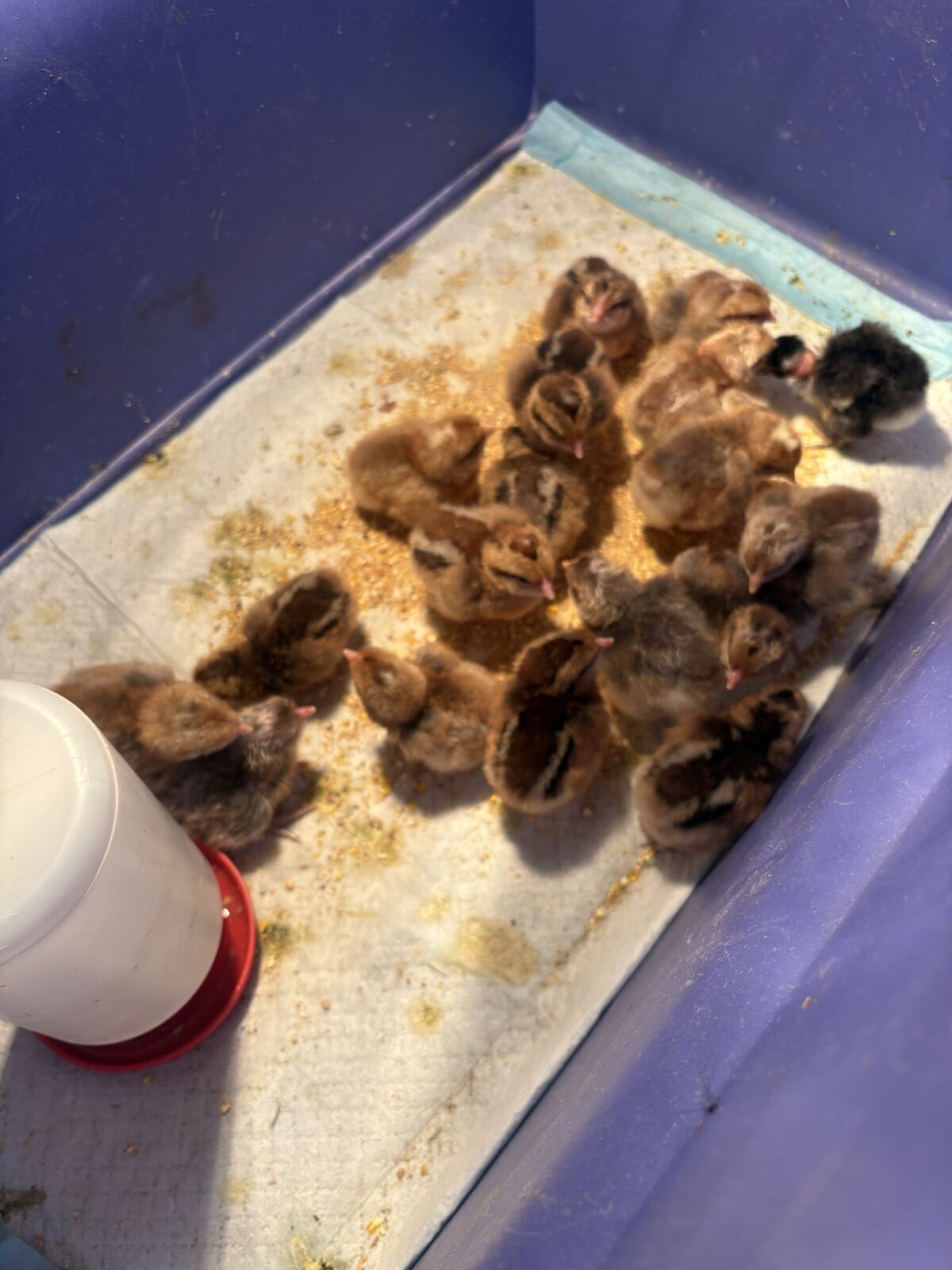 8 bielfelder pullet chicks