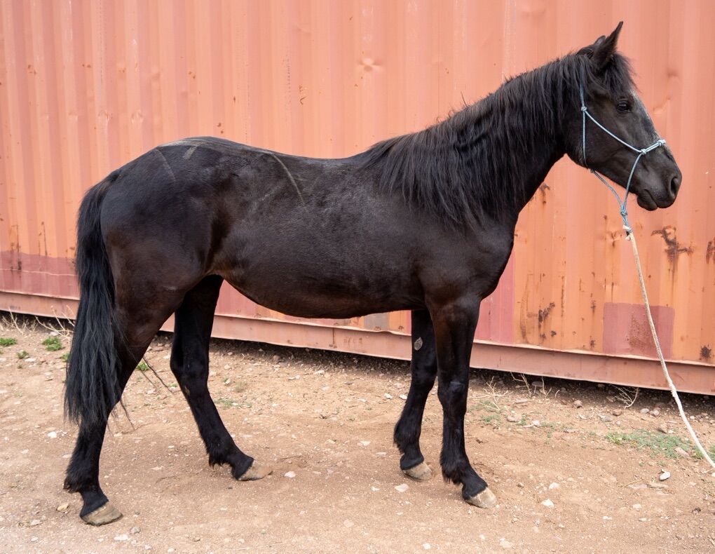 Coming 3yo Draft Cross Filly