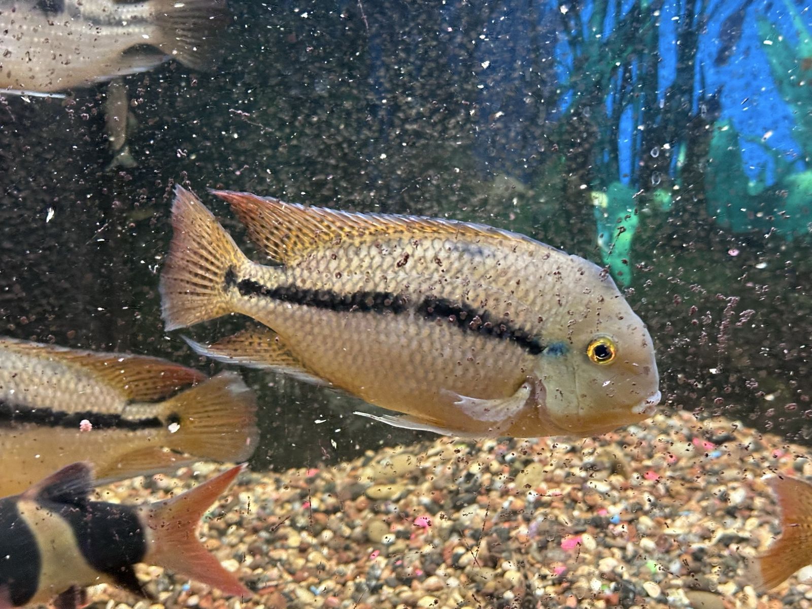 Rainbow Cichlids