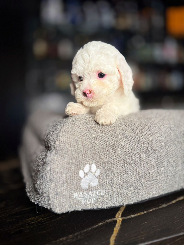 Tiny Snow White Cavapoo Puppies