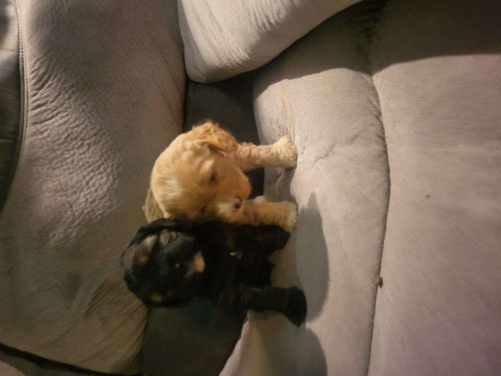 cock-a-poo puppies- ready now