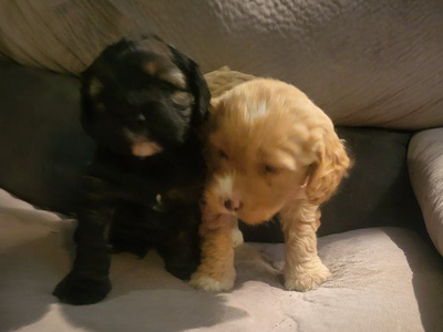 cock-a-poo puppies- ready now