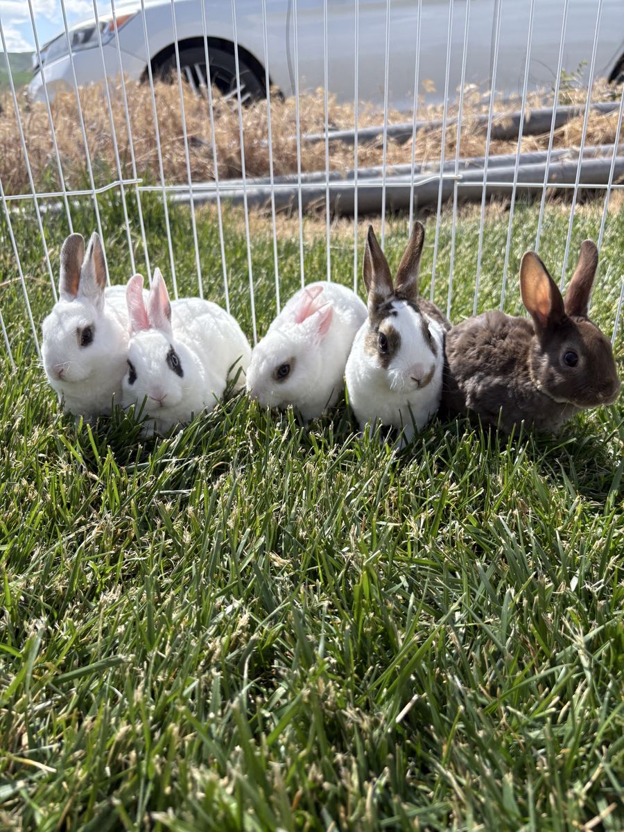 Purebred Mini Rex Rabbits