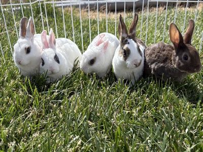 Purebred Mini Rex Rabbits