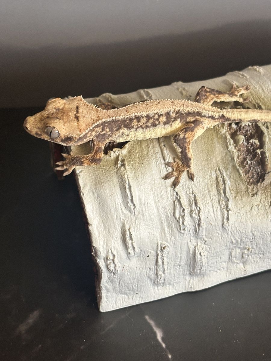 Baby lily white crested gecko