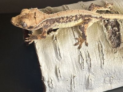 Baby lily white crested gecko