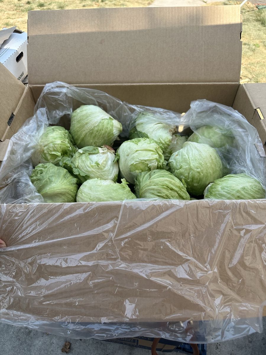 free lettuce.   Lechuga gratis