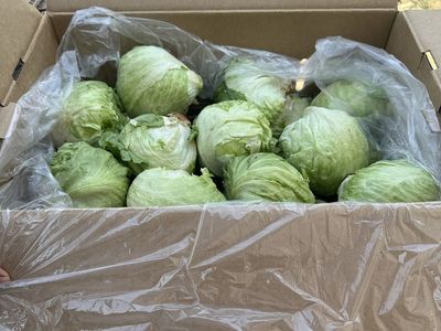 free lettuce. Lechuga gratis