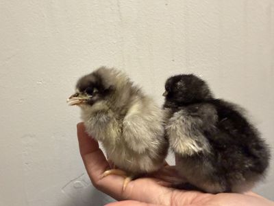 English Orpingtons pullet chicks
