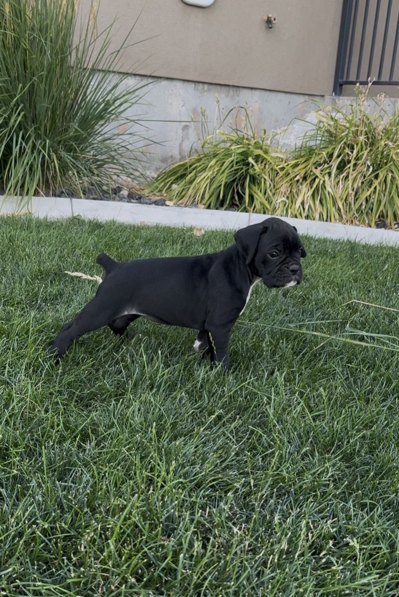 AKC Boxer Puppies