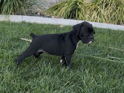 AKC Boxer Puppies