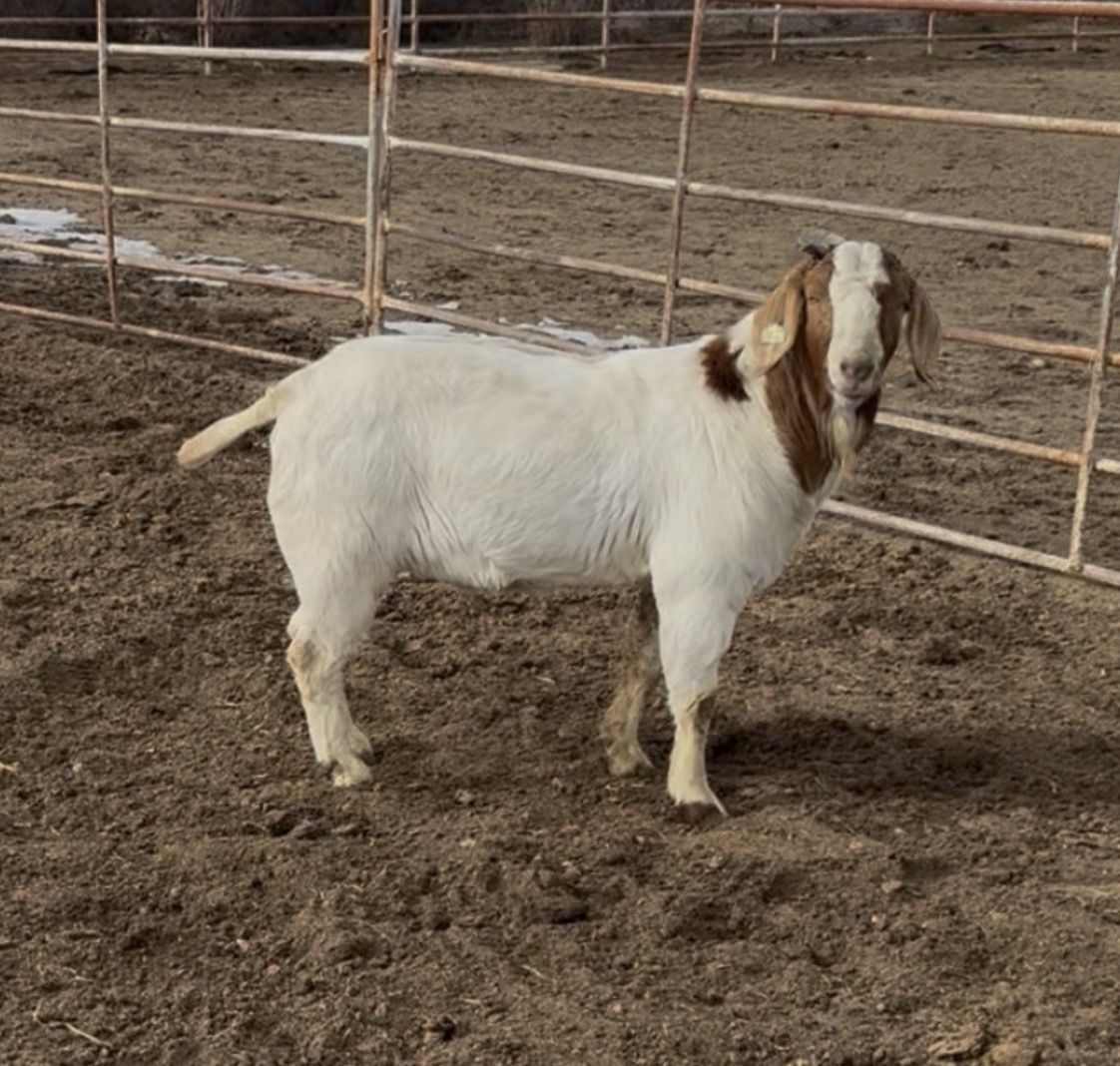 Boer buck