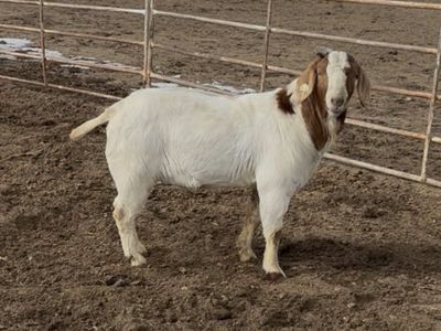 Boer buck