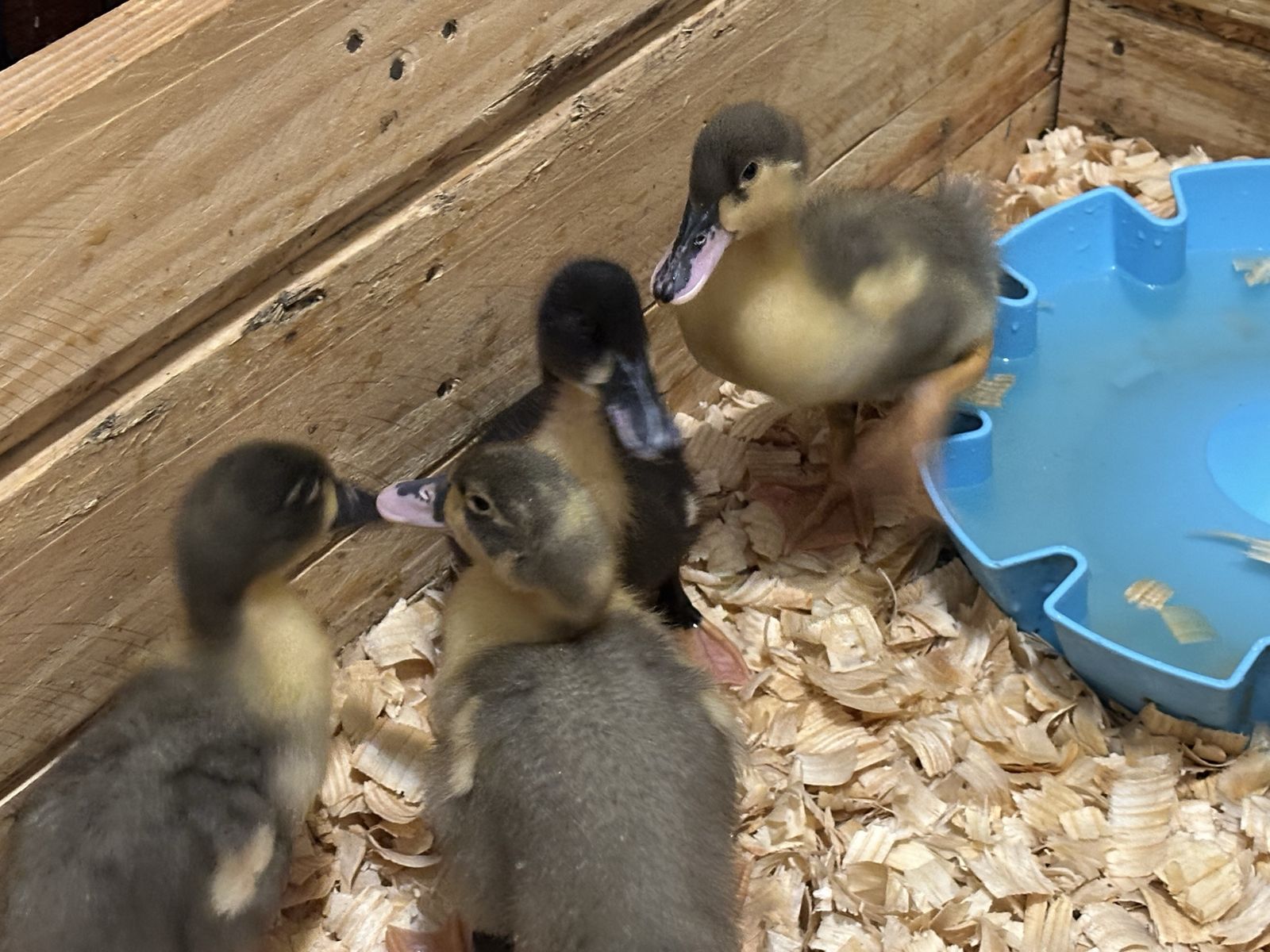 Ducklings for Sale