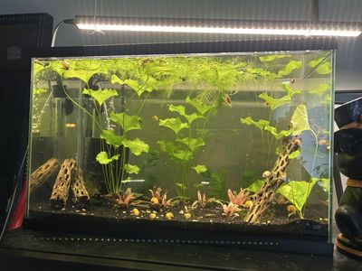 10 gallon Cherry Shrimp Planted Tank