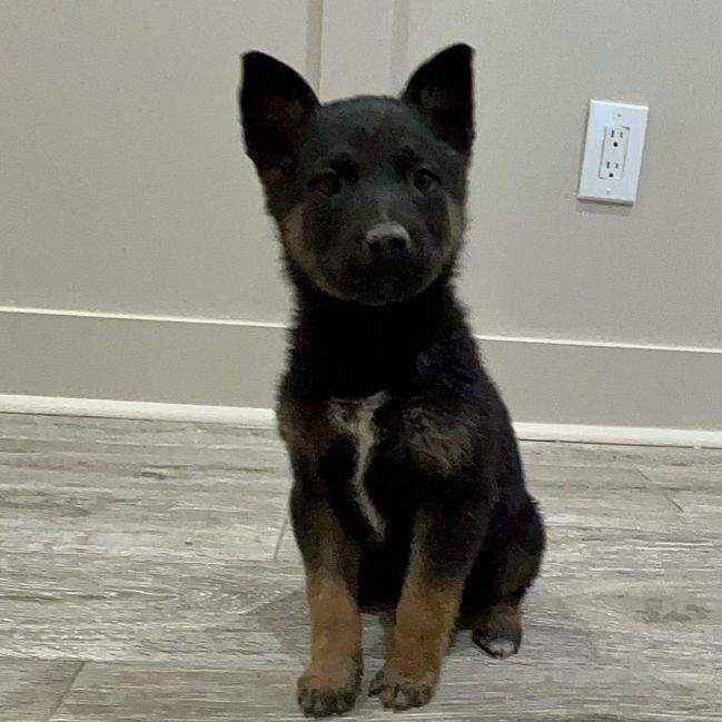 Belgian Malinois Puppies