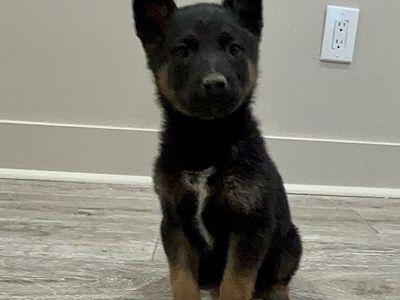 Belgian Malinois Puppies