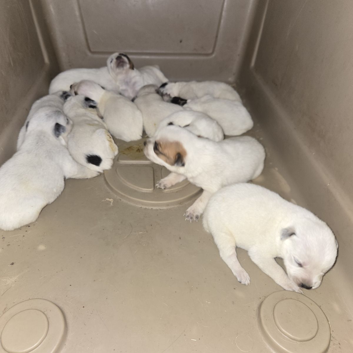 Heeler pups